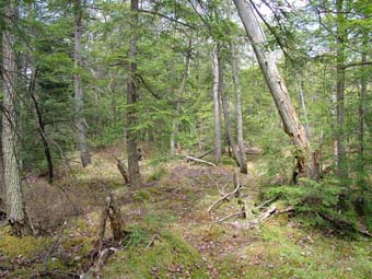 community photo